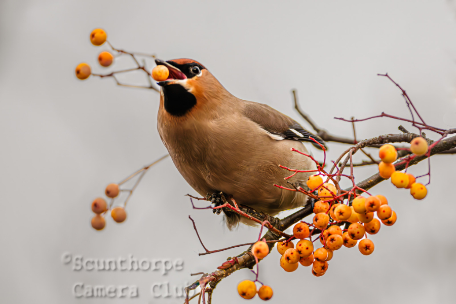 Waxwing collecting berries 